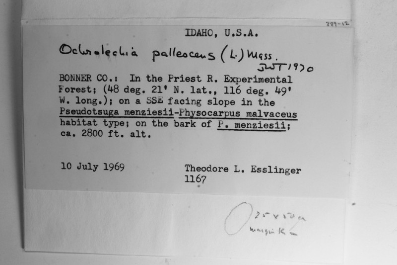 Ochrolechia montana photo 4