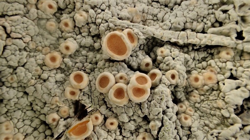 Oregon Crabseye Lichen