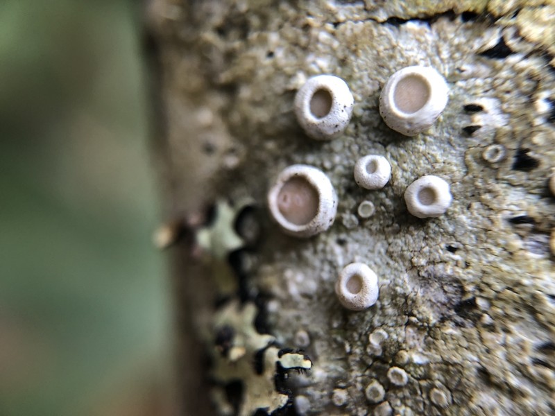 Oregon Crabseye Lichen photo 2
