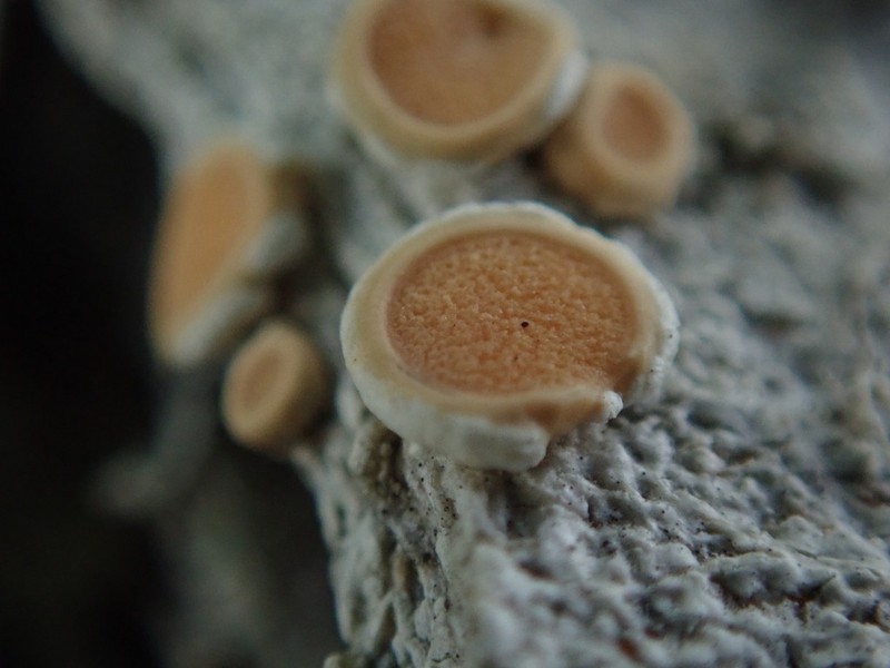 Oregon Crabseye Lichen photo 3