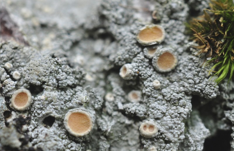Oregon Crabseye Lichen photo 4