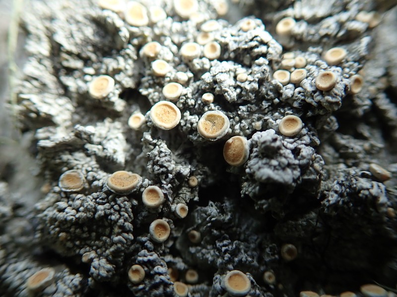 Oregon Crabseye Lichen photo 5
