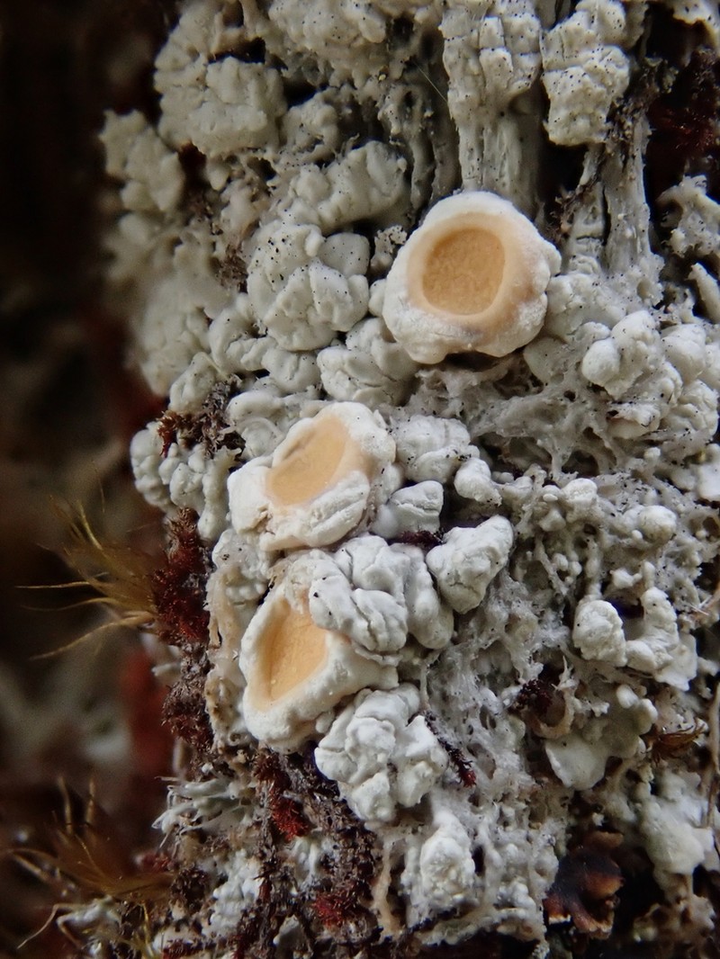 Oregon Crabseye Lichen photo 6