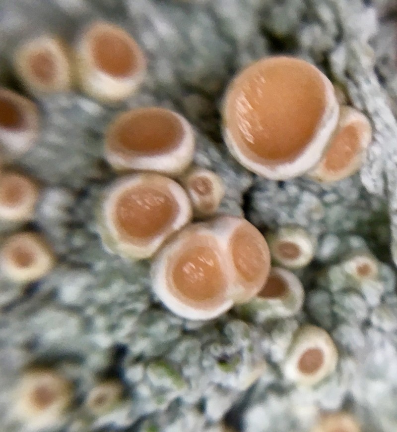 Oregon Crabseye Lichen photo 7
