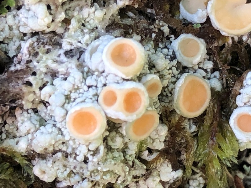 Oregon Crabseye Lichen photo 8