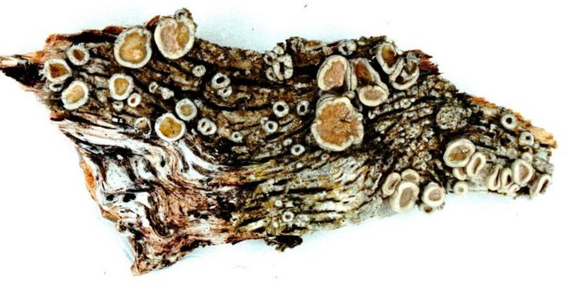 Ochrolechia pseudopallescens