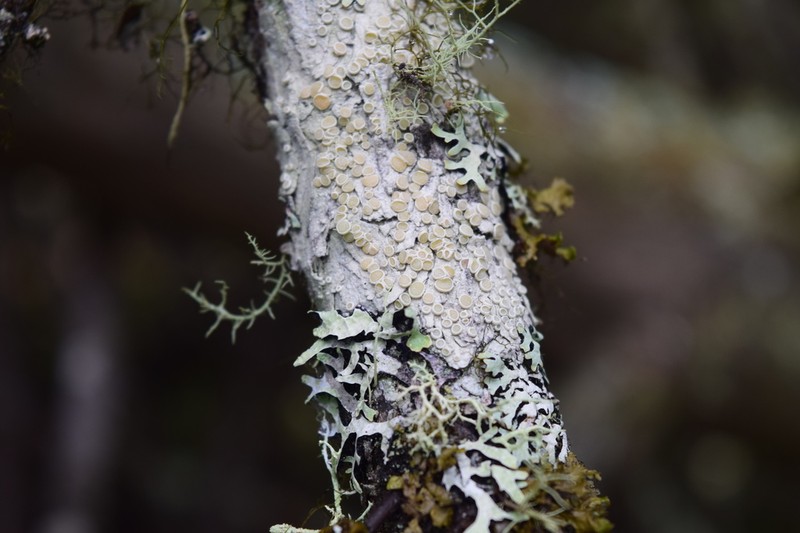 Ochrolechia pseudopallescens