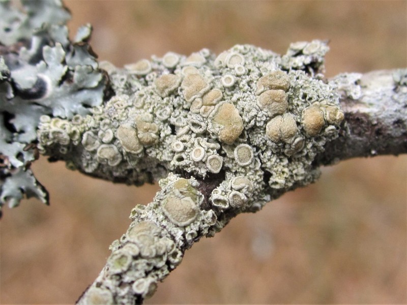 Ochrolechia pseudopallescens photo 2