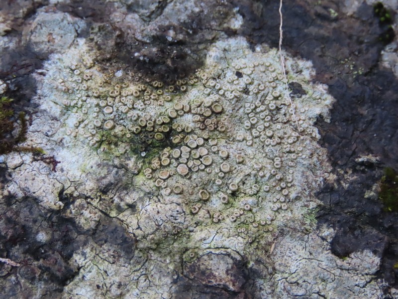Ochrolechia pseudopallescens photo 3