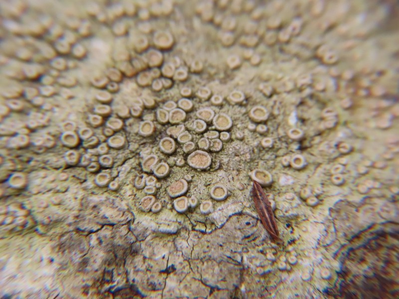 Ochrolechia pseudopallescens photo 4