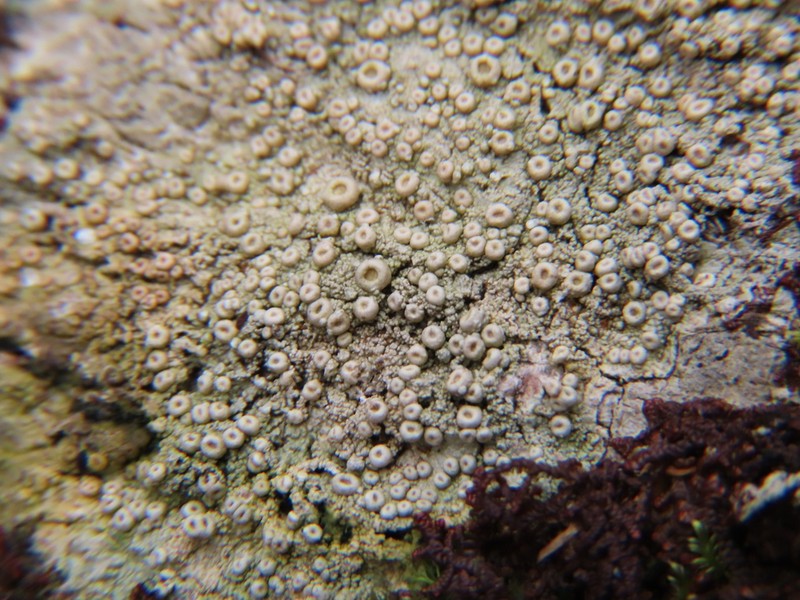 Ochrolechia pseudopallescens photo 5