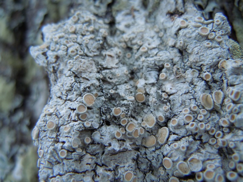 Ochrolechia pseudopallescens photo 6