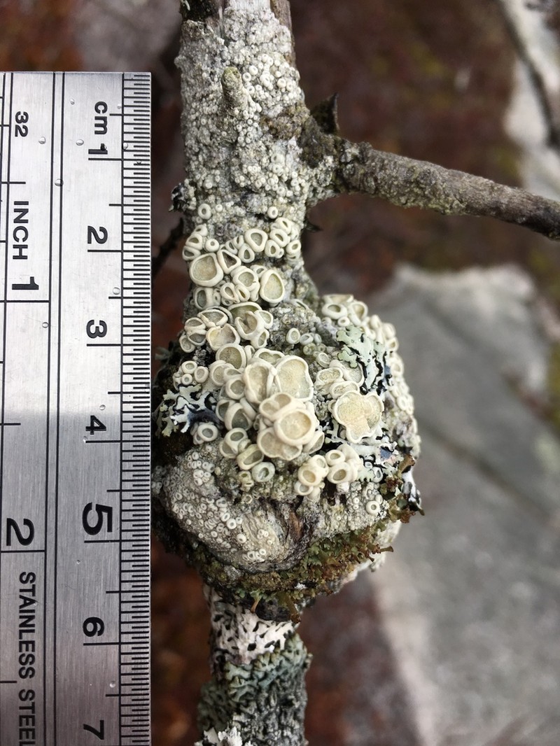 Ochrolechia pseudopallescens photo 7