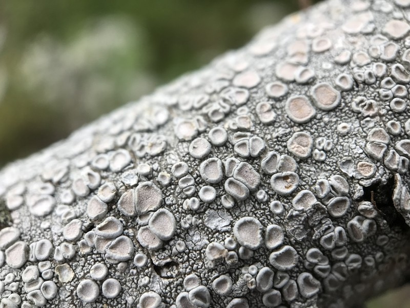 Ochrolechia pseudopallescens photo 8