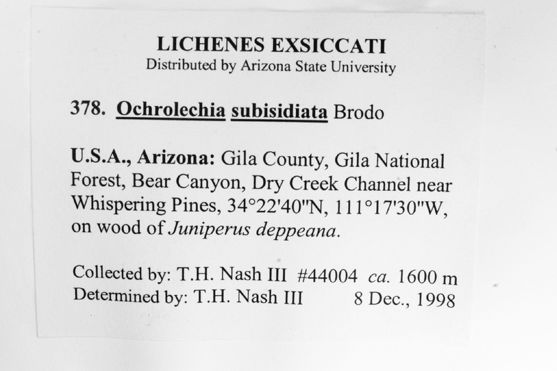 Ochrolechia subisidiata photo 5