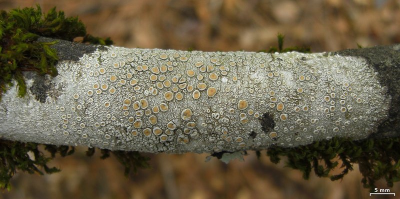 Crabseye Lichen
