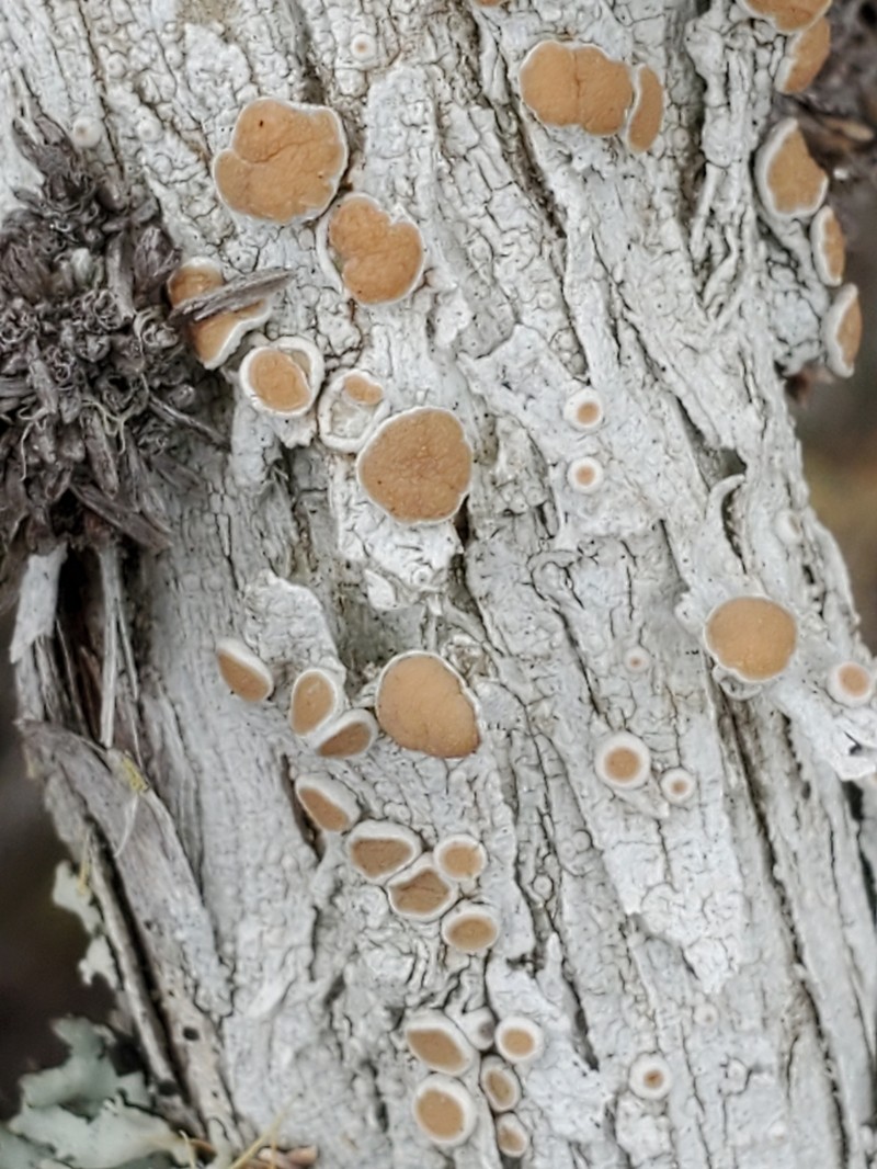 Crabseye Lichen