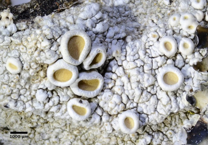 Crabseye Lichen photo 2
