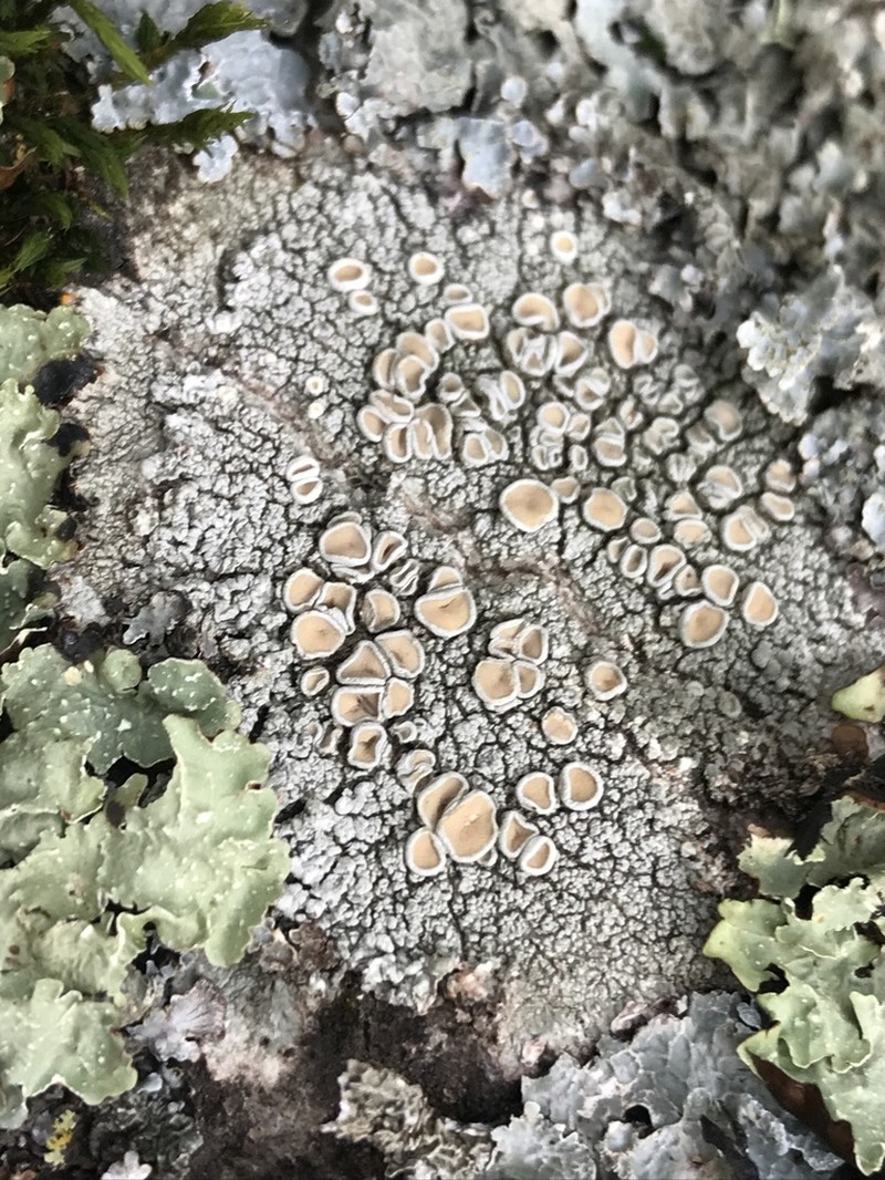 Crabseye Lichen photo 3