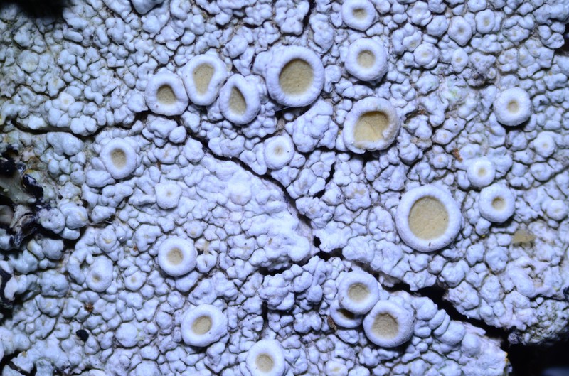 Crabseye Lichen photo 4