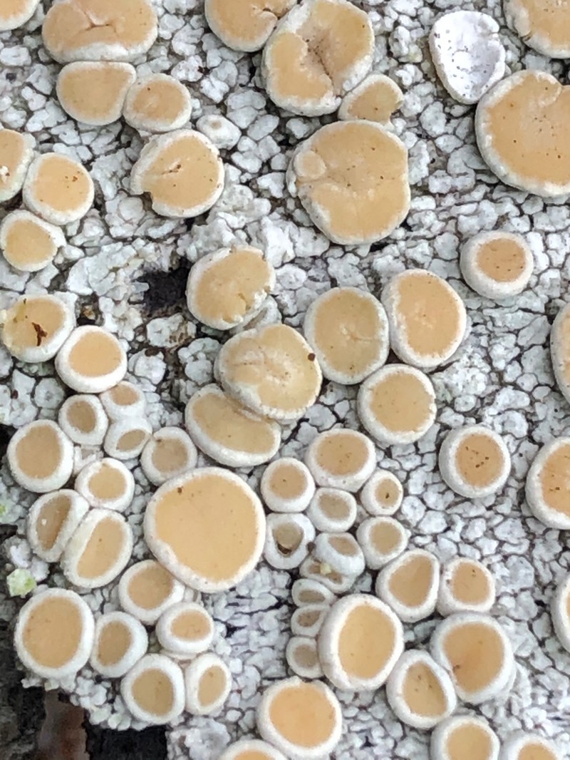 Crabseye Lichen photo 5