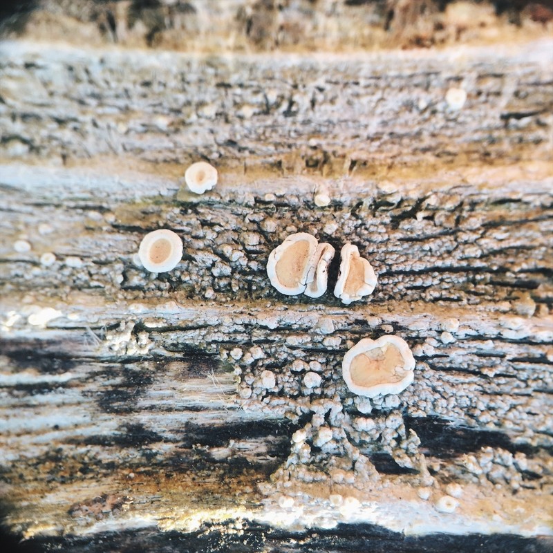 Crabseye Lichen photo 6