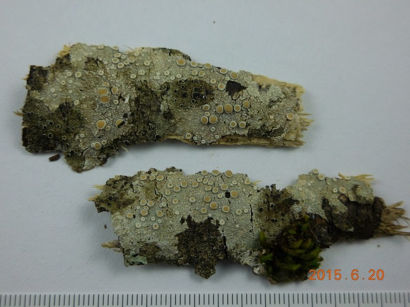 Crabseye Lichen photo 7