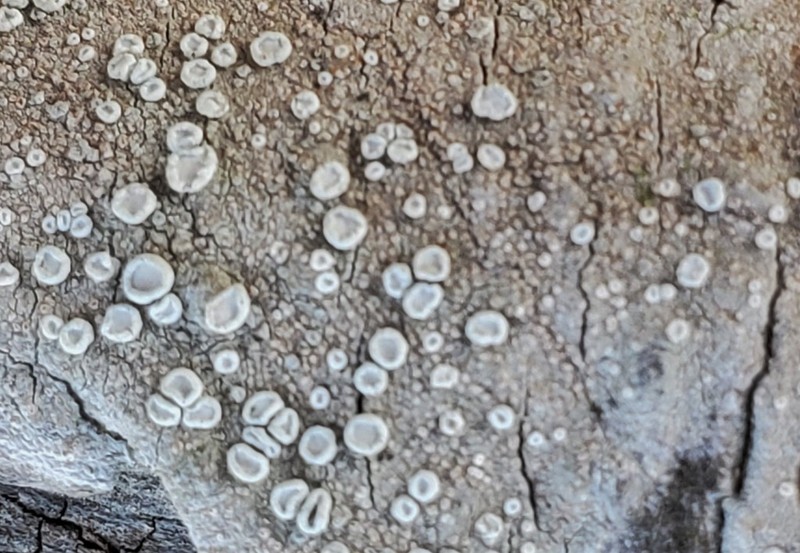 Crabseye Lichen photo 8