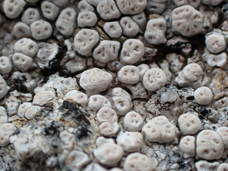 Crabseye Lichen