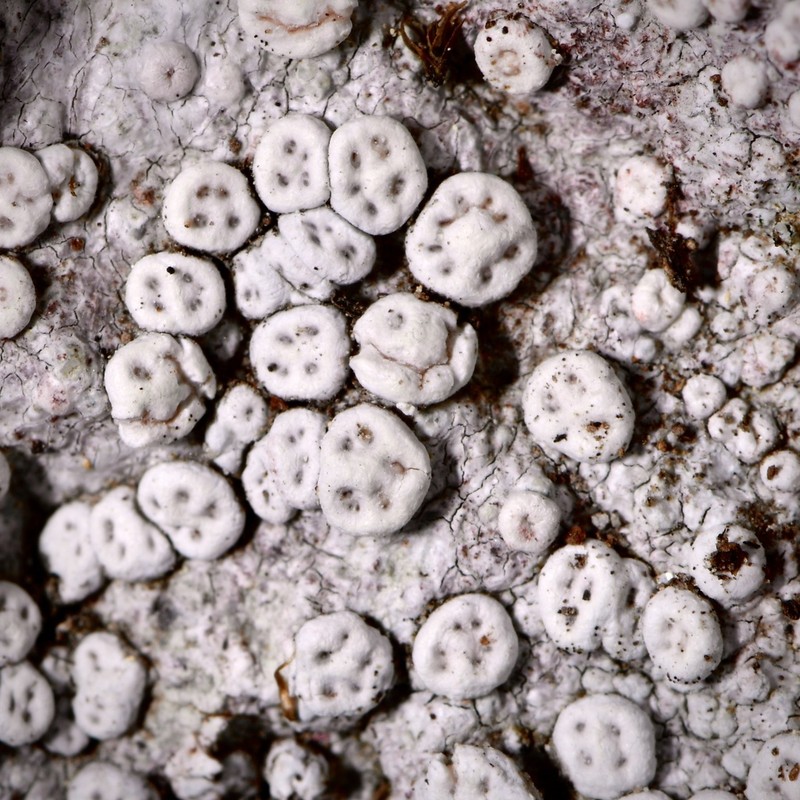 Crabseye Lichen photo 2