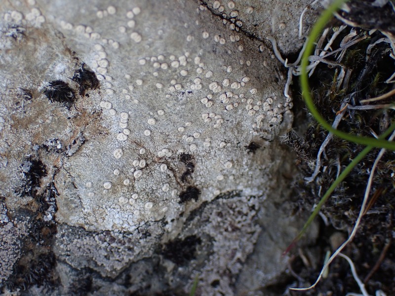 Crabseye Lichen photo 3