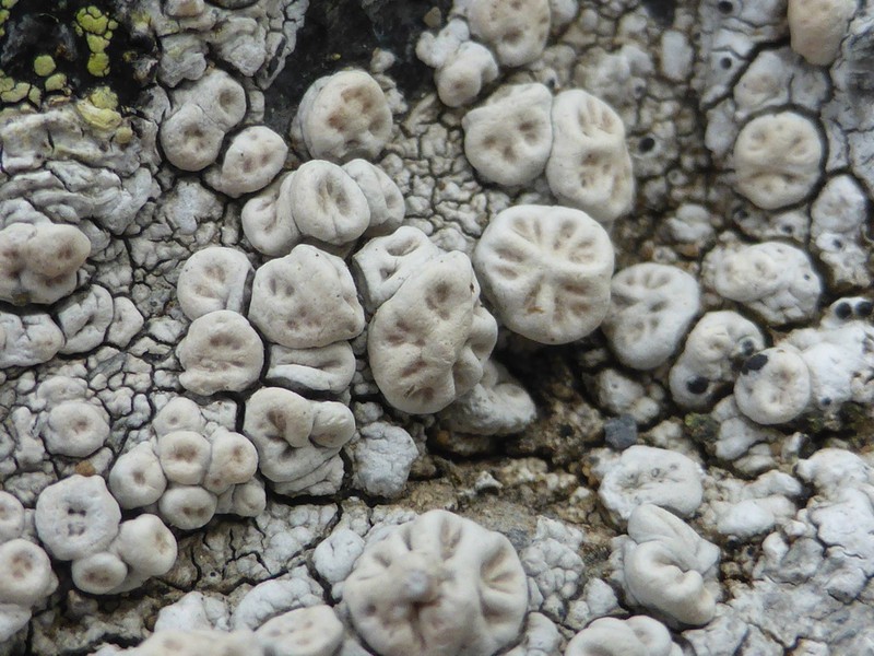 Crabseye Lichen photo 4