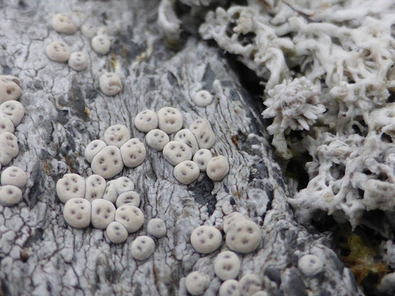 Crabseye Lichen photo 5