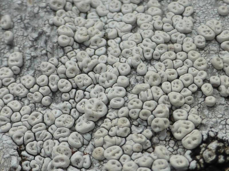 Crabseye Lichen photo 6