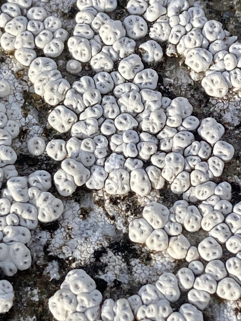 Crabseye Lichen photo 7