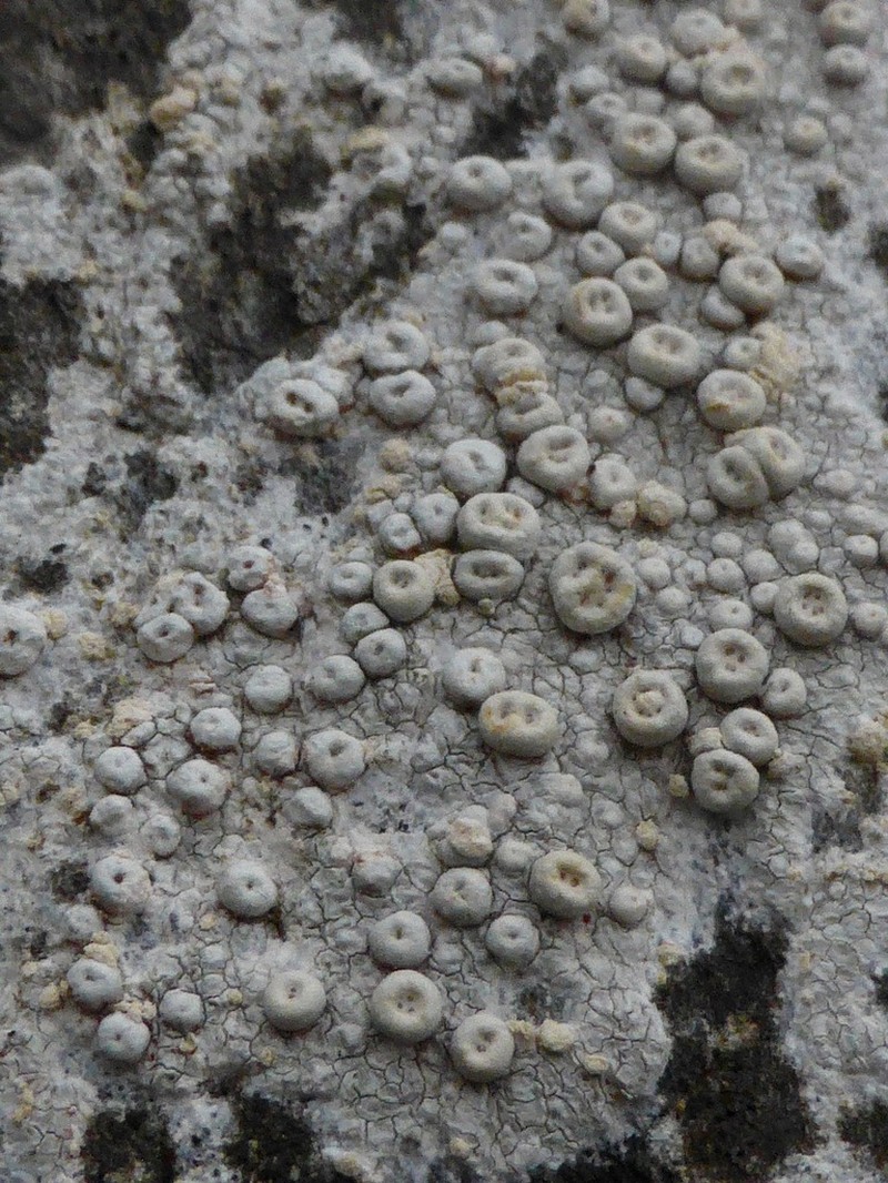 Crabseye Lichen photo 8