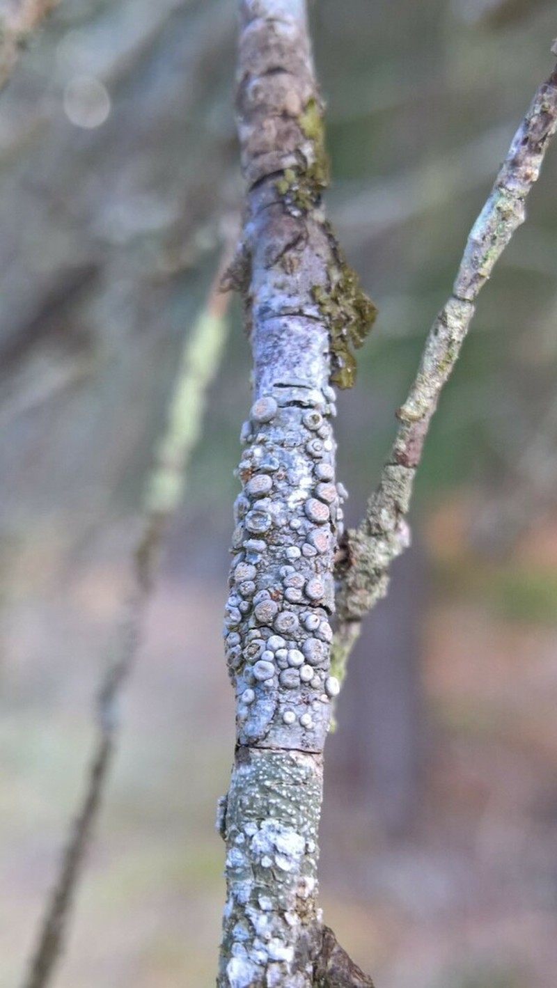 Szatala's Crabseye Lichen
