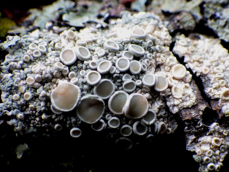 Crabseye Lichen photo 5