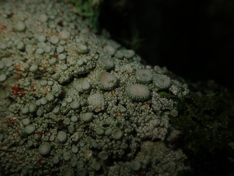 Crabseye Lichen photo 3