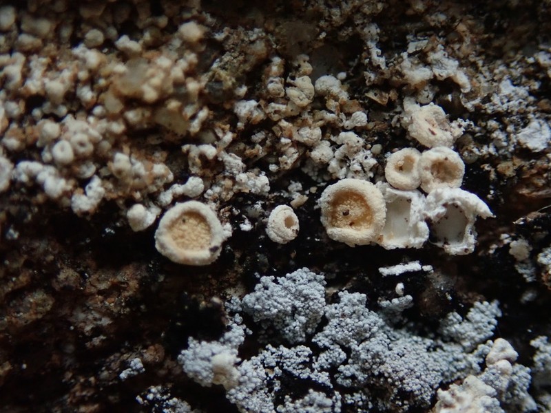 Crabseye Lichen photo 4