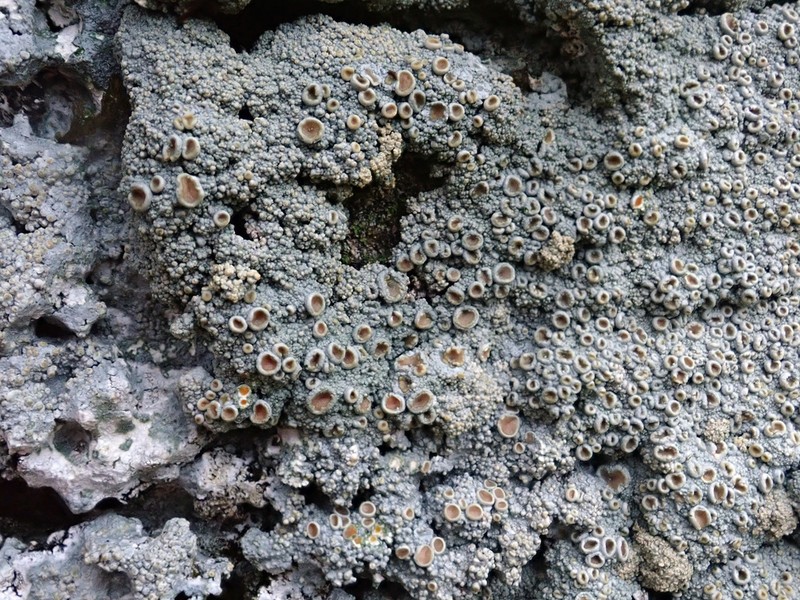 Crabseye Lichen photo 5