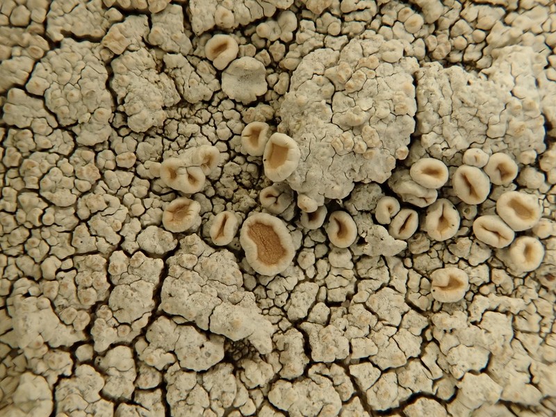 Crabseye Lichen photo 6