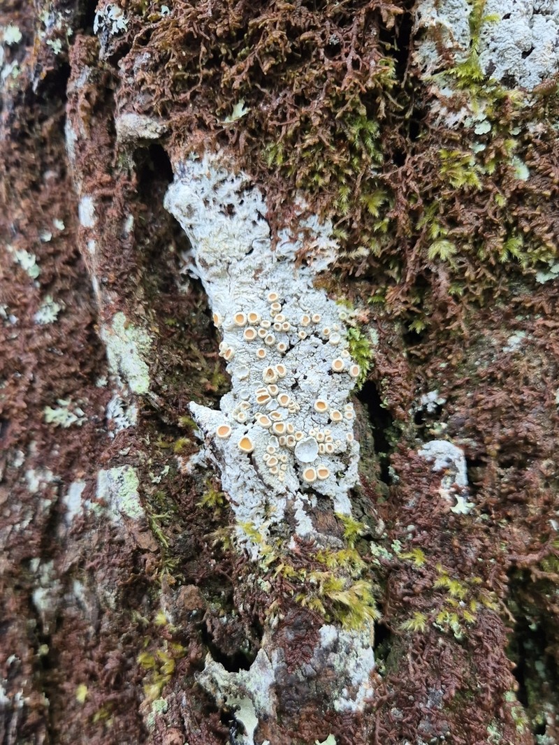 Crabseye Lichen photo 7