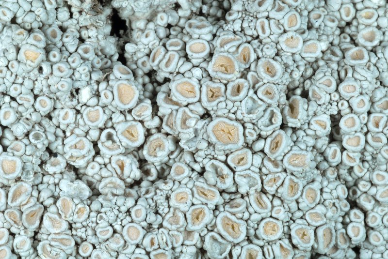 Ochrolechia trochophora