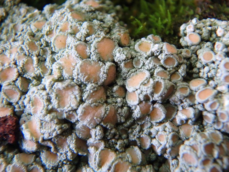 Ochrolechia trochophora