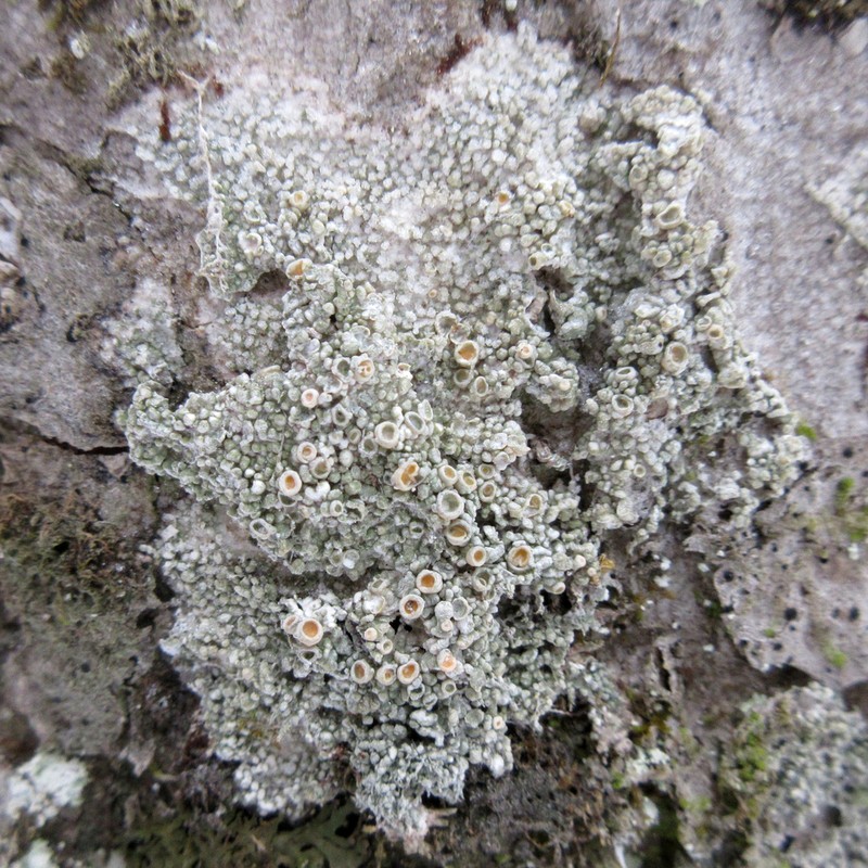 Ochrolechia trochophora photo 2