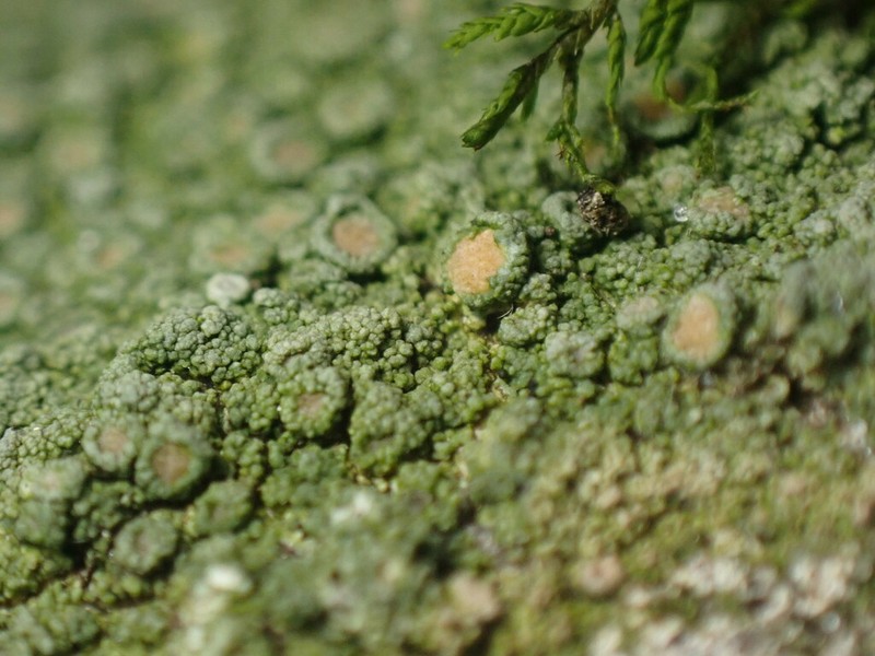 Ochrolechia trochophora photo 3