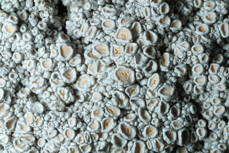 Ochrolechia trochophora photo 4