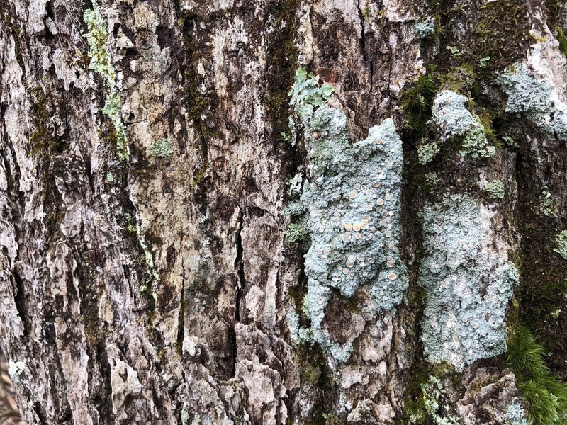 Ochrolechia trochophora photo 5