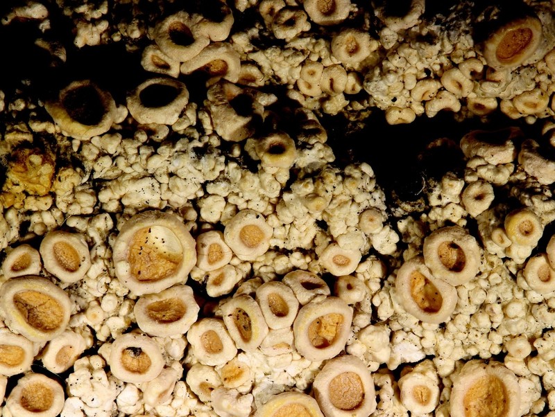 Ochrolechia trochophora photo 6